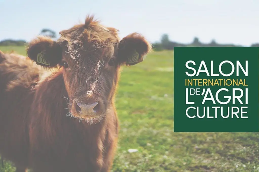 Cow near agriculture event sign.